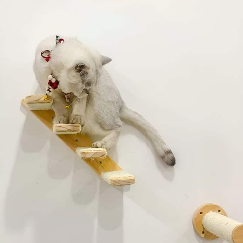 Escaliers pour chats avec un chat dessus