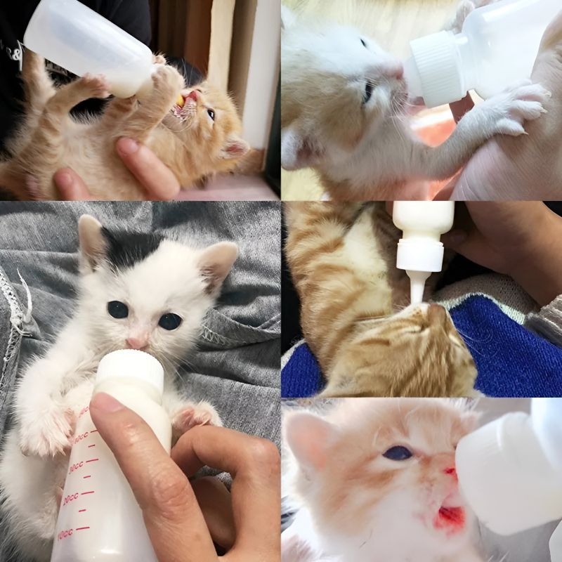 Chatons en train d'utiliser un biberon pour chat