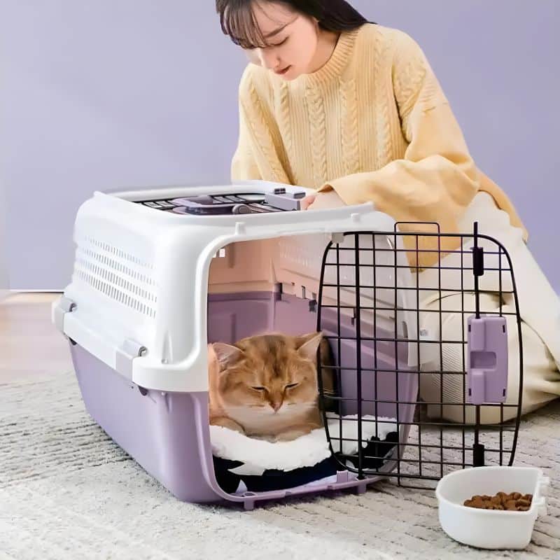 cage de transport chaton avec un chat confortablement installé à l'intérieur