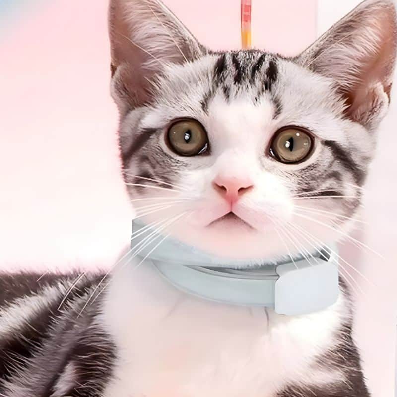 collier anti puce chat mis au cou d'un chat