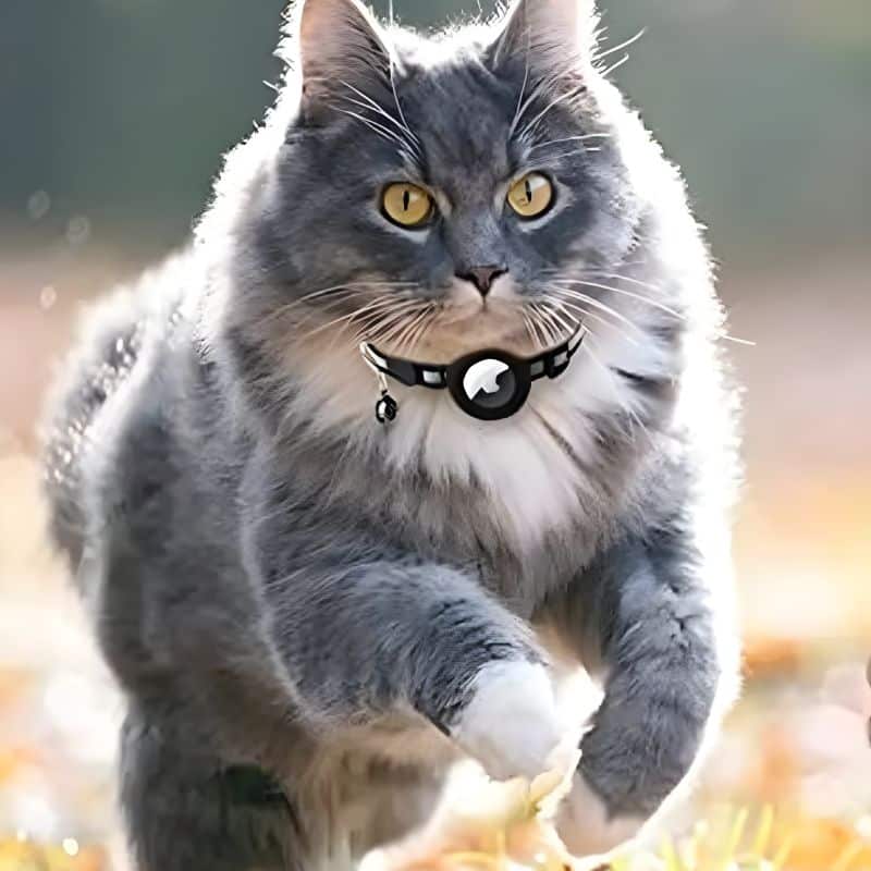 collier chat airtag résistant et durable