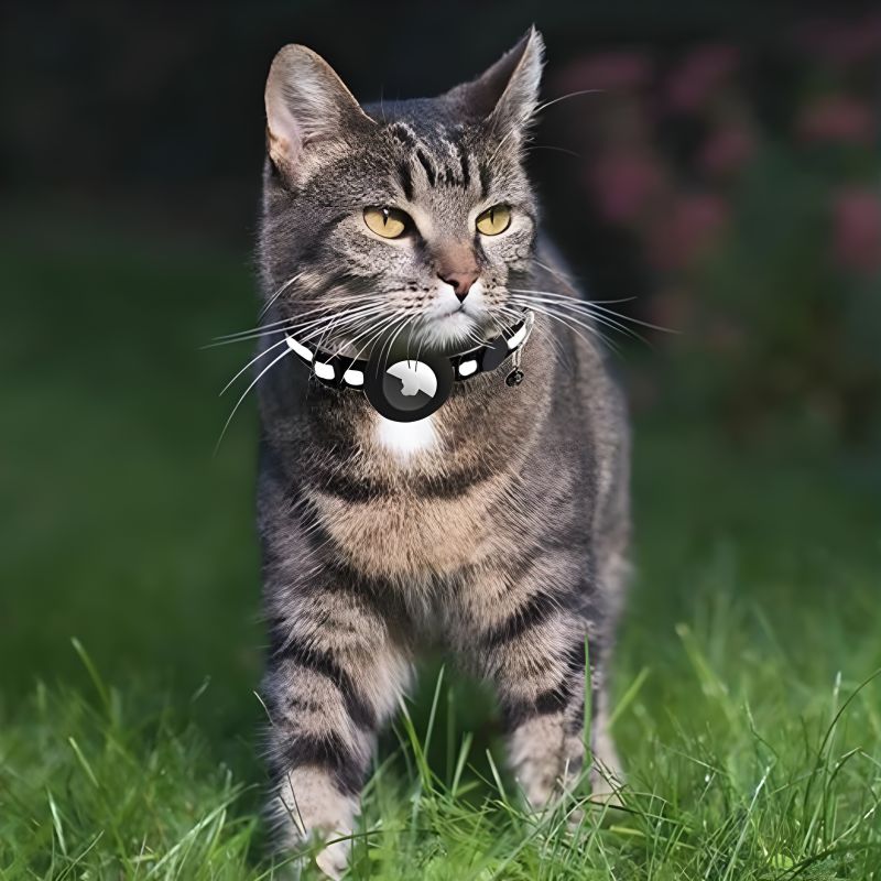 collier chat airtag porté à un chat