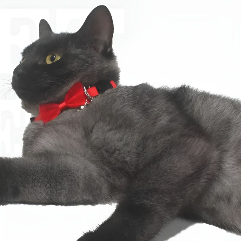 collier clochette chat porté à un chat