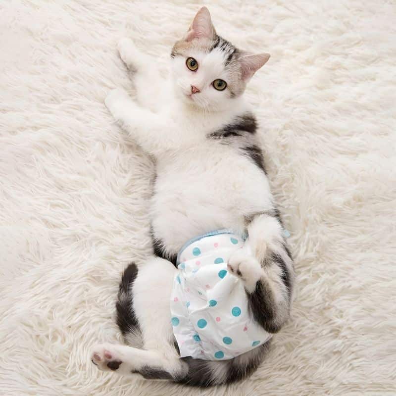 couche pour chat avec un chat qui la porte confortablement