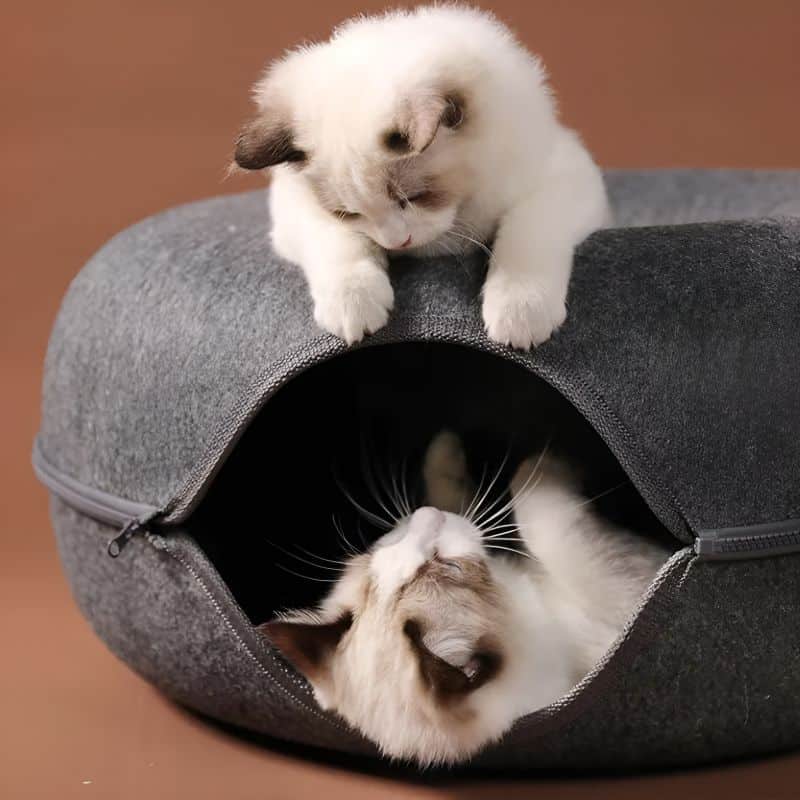 coussin donuts pour chat avec des chats qui s'amusent