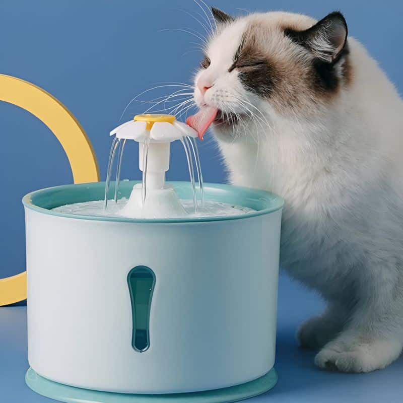Fontaine à eau pour chat en forme de fleur avec un chat qui s'hydrate