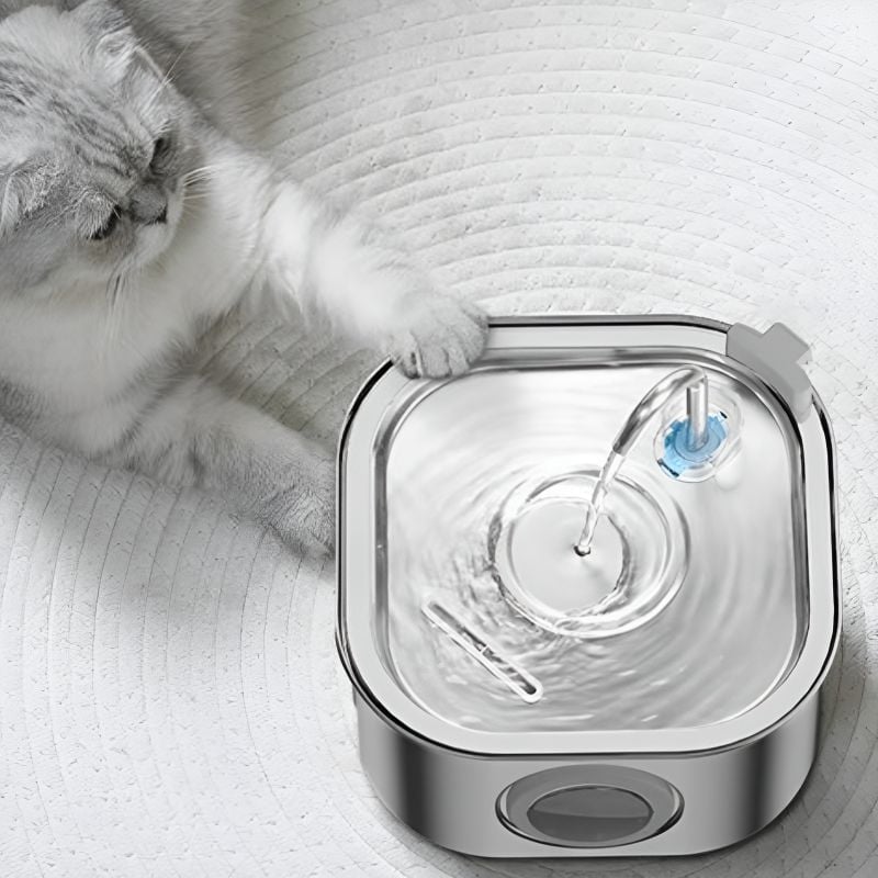 Fontaine à eau pour chat en inox avec un chat à côté