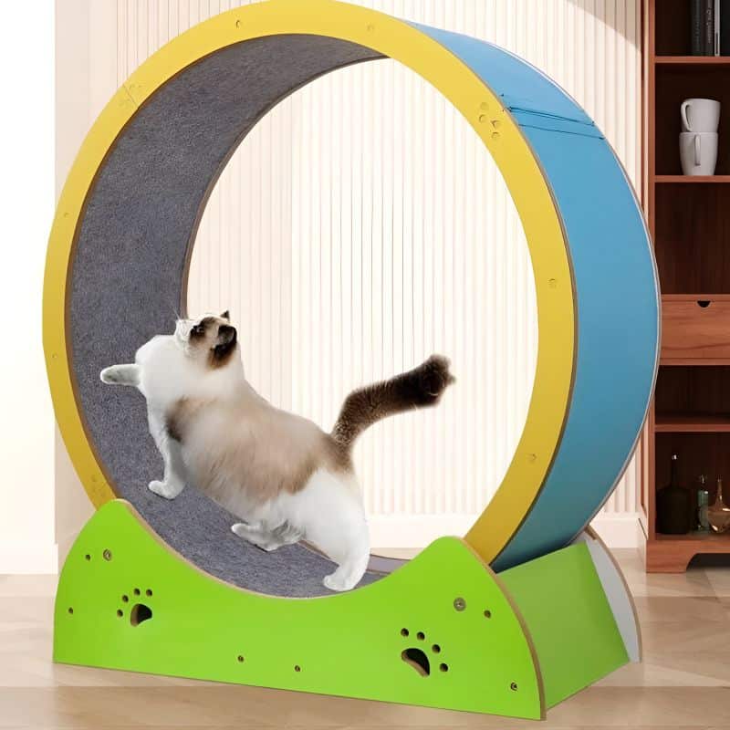 grande roue pour chat qualite