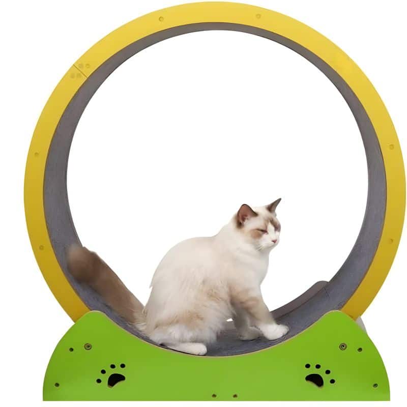 grande roue pour chat resistant
