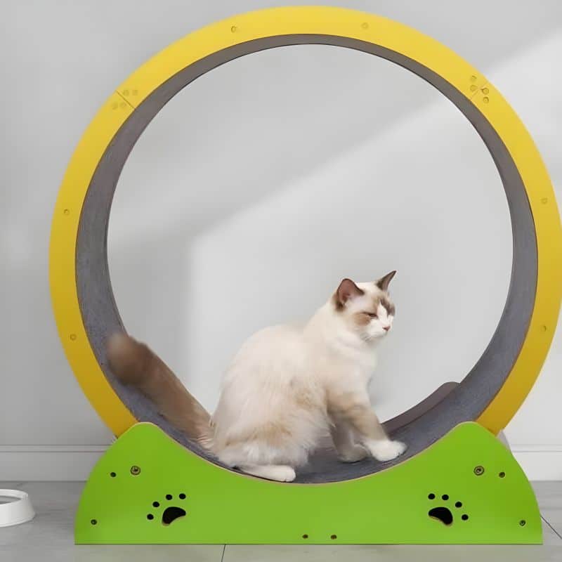 grande roue pour chat