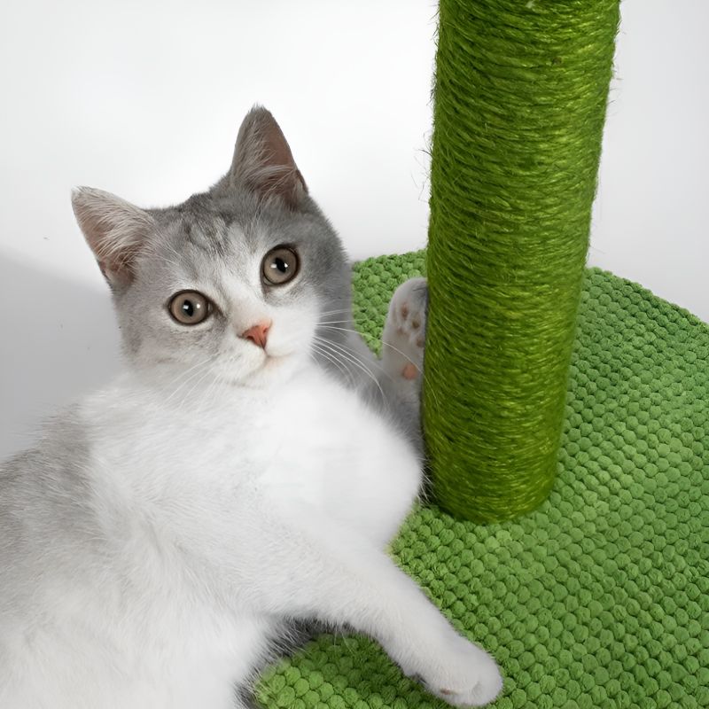 griffoir pour chat en forme de cactus avec un chat couché sur son socle.