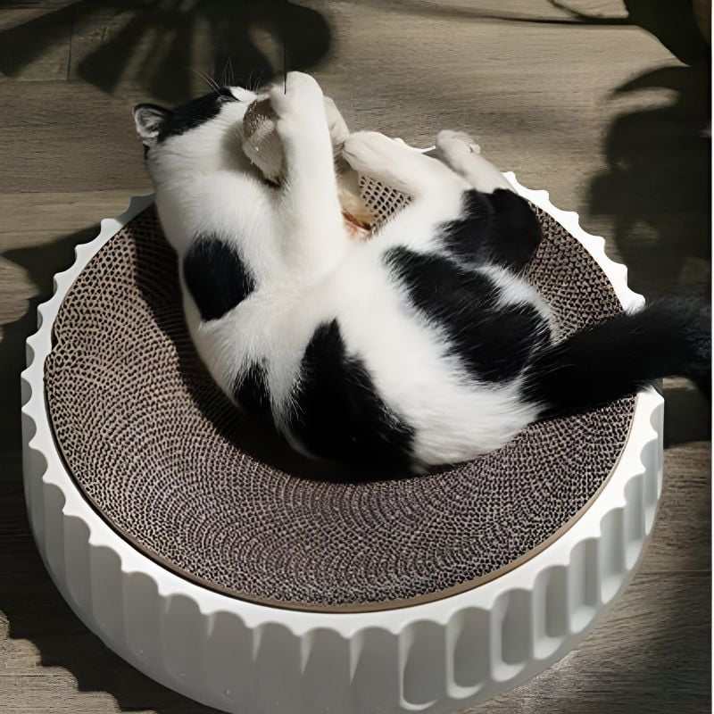 chat s'amuse sur griffoir rond