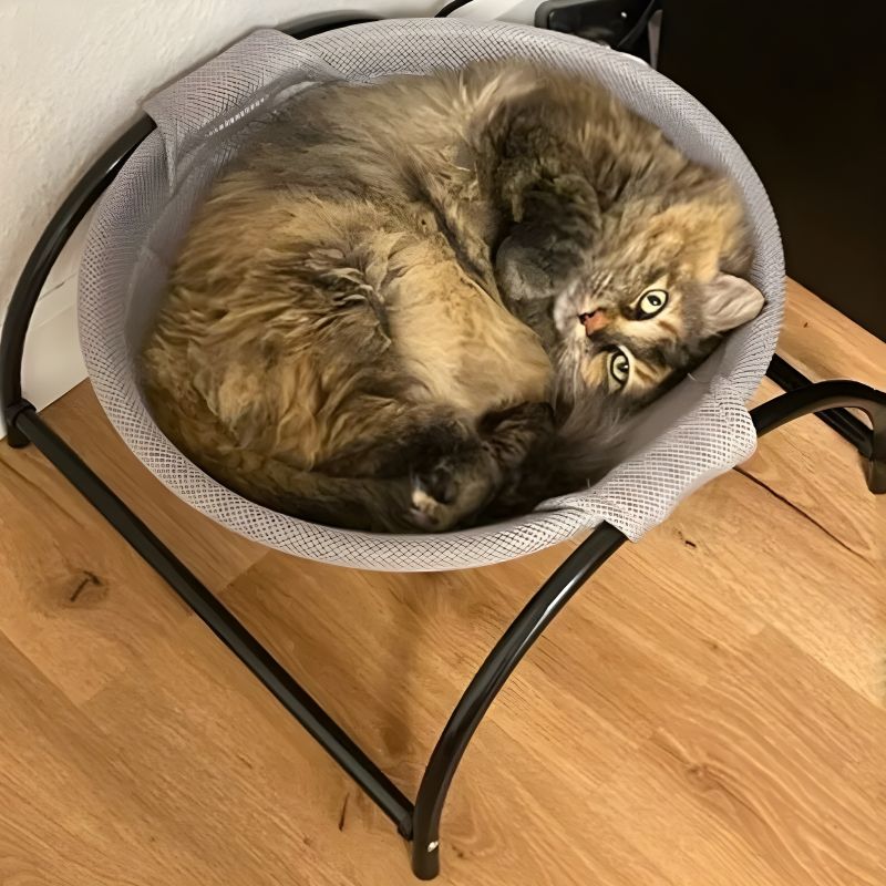 hamac chat design très joli avec chat à l'intérieur