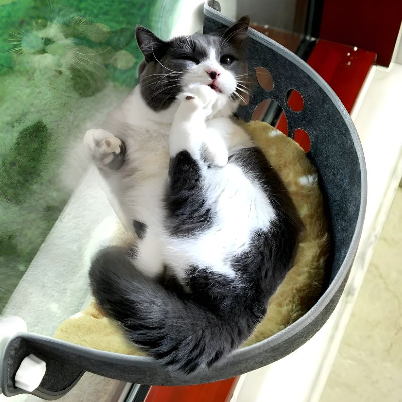 hamac chat fenetre voiture avec un chat confortablement installé à l'intérieur