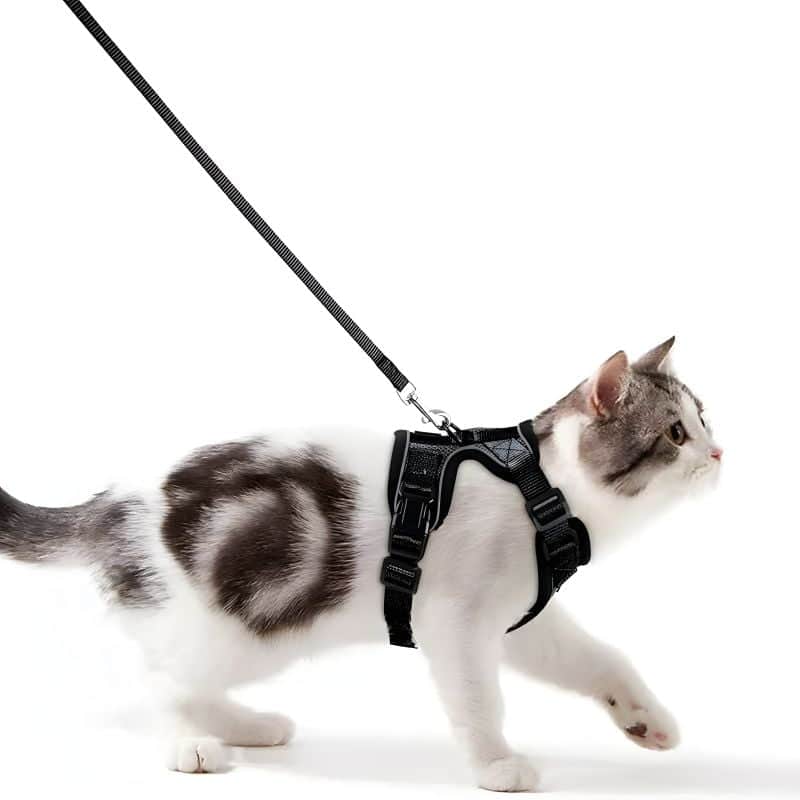 harnais chat adulte pratique pour une promenade avec votre chat