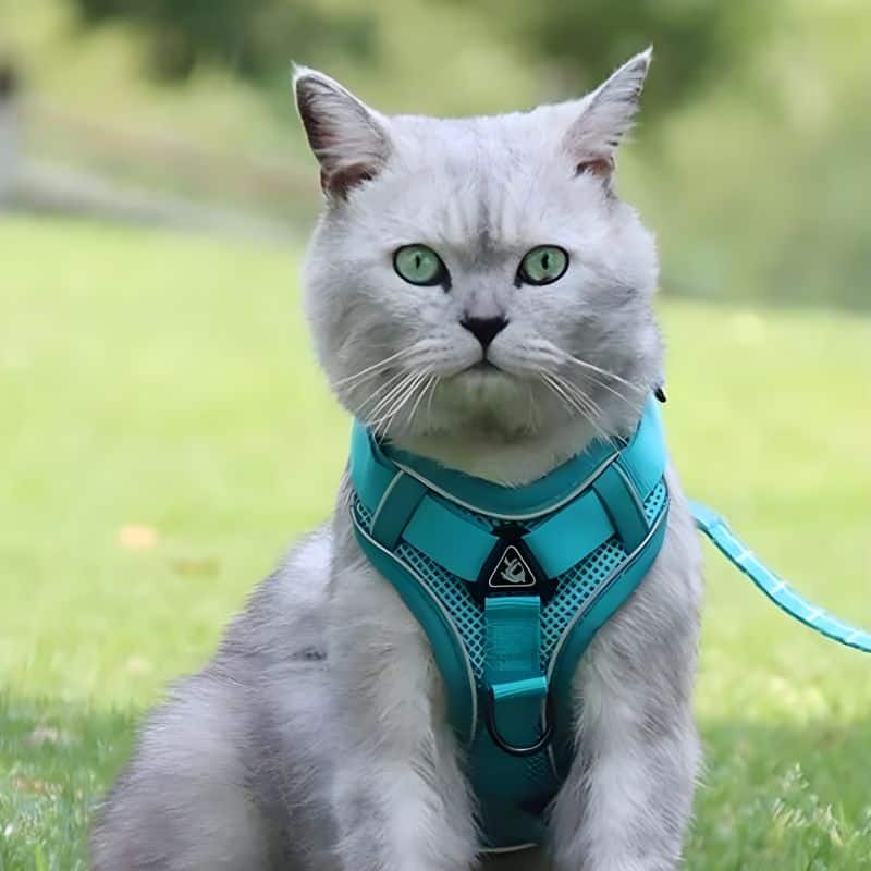 harnais chat anti fugue offrant une sécurité optimale