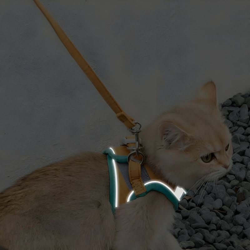 harnais chaton 2 mois avec un style réfléchissant