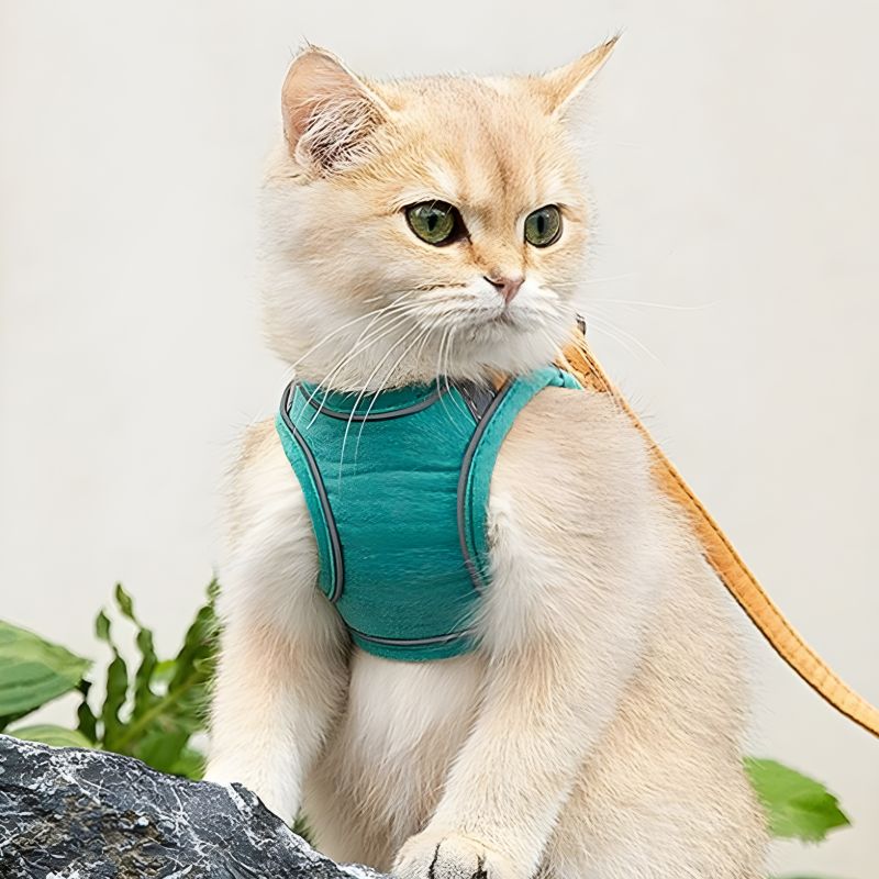 harnais chaton 2 mois pratique et confortable pour le chaton