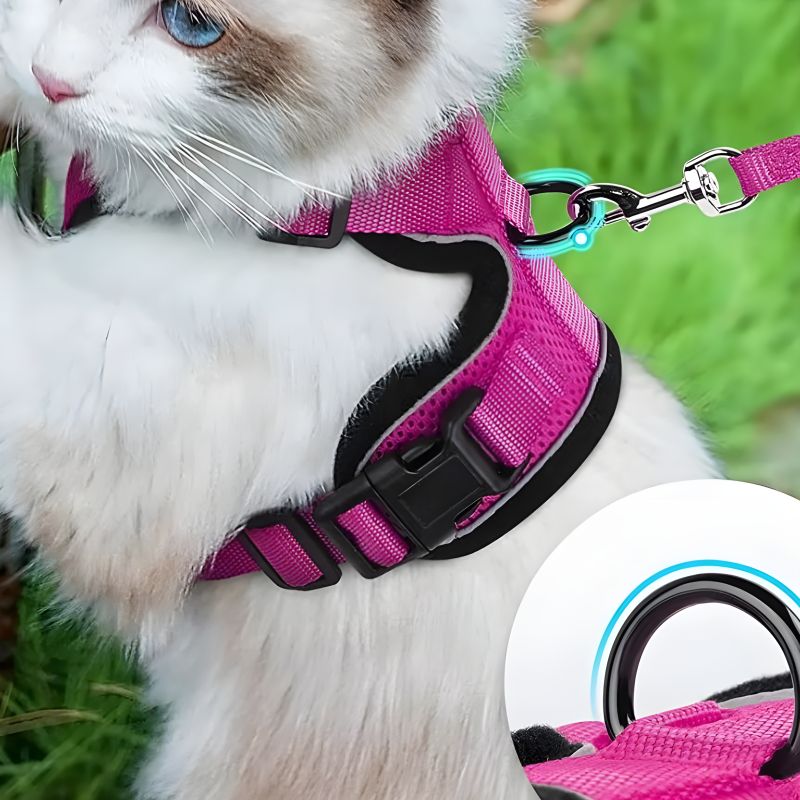 harnais chaton 3 mois avec une bonne solidité