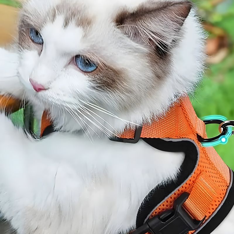 harnais de marche pour chat pratique pour sécuriser votre chat