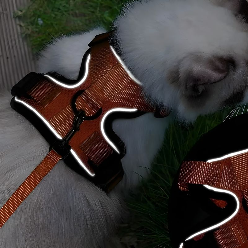 harnais de marche pour chat réfléchissant efficace pour des promenades à tout moment