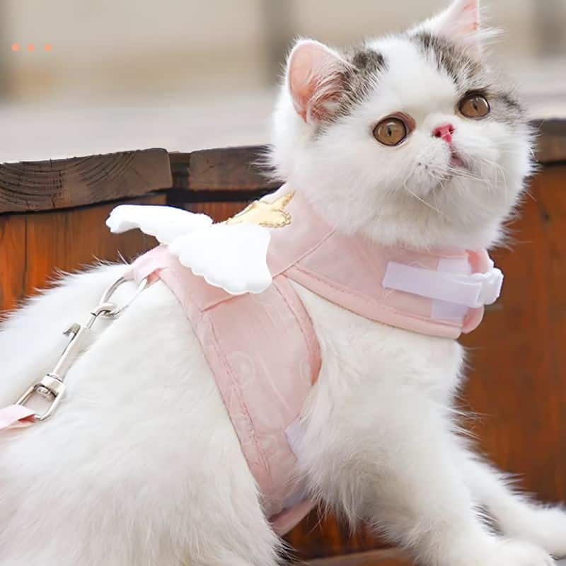 harnais petit chat offrant confort et sécurité au chat
