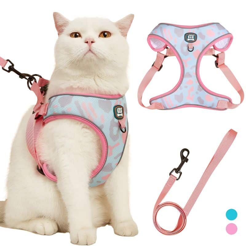 harnais pour gros chat porté à un chat