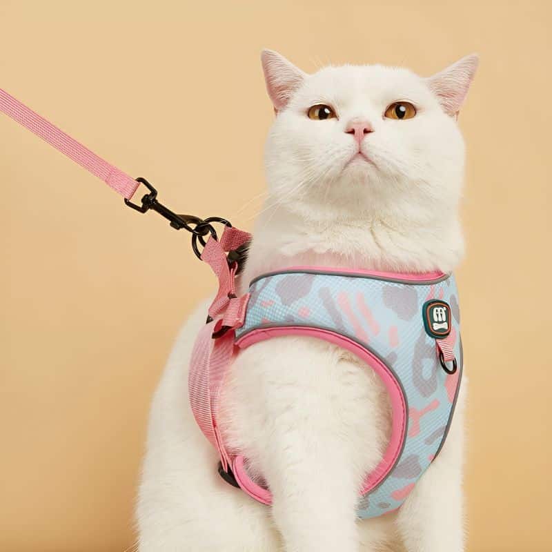 harnais pour gros chat pratique pour promener son chat
