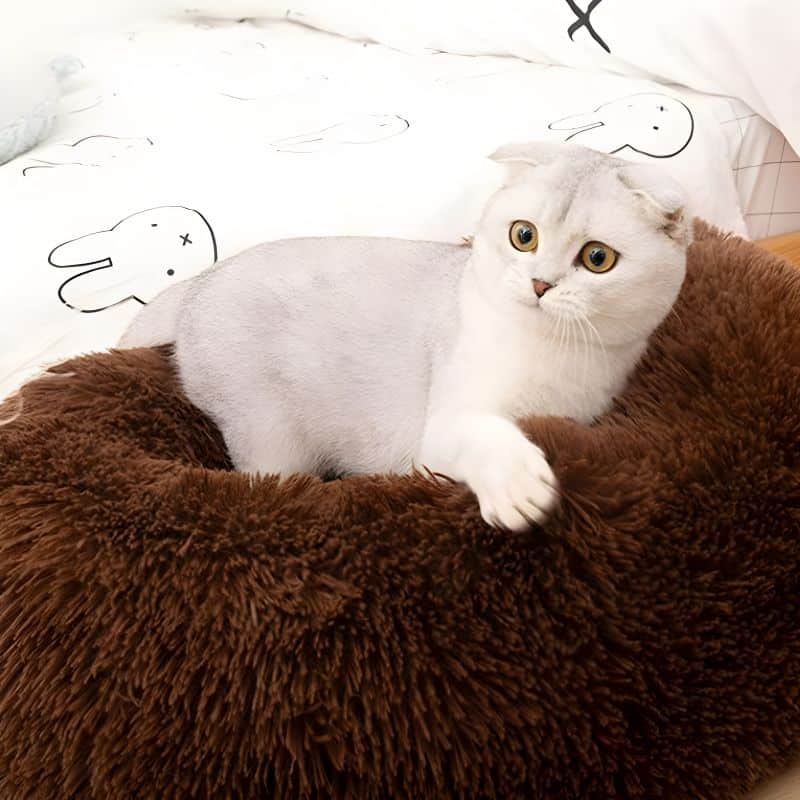 lit chaud pour chat douillet