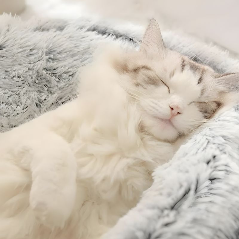 lit douillet pour chat confortable