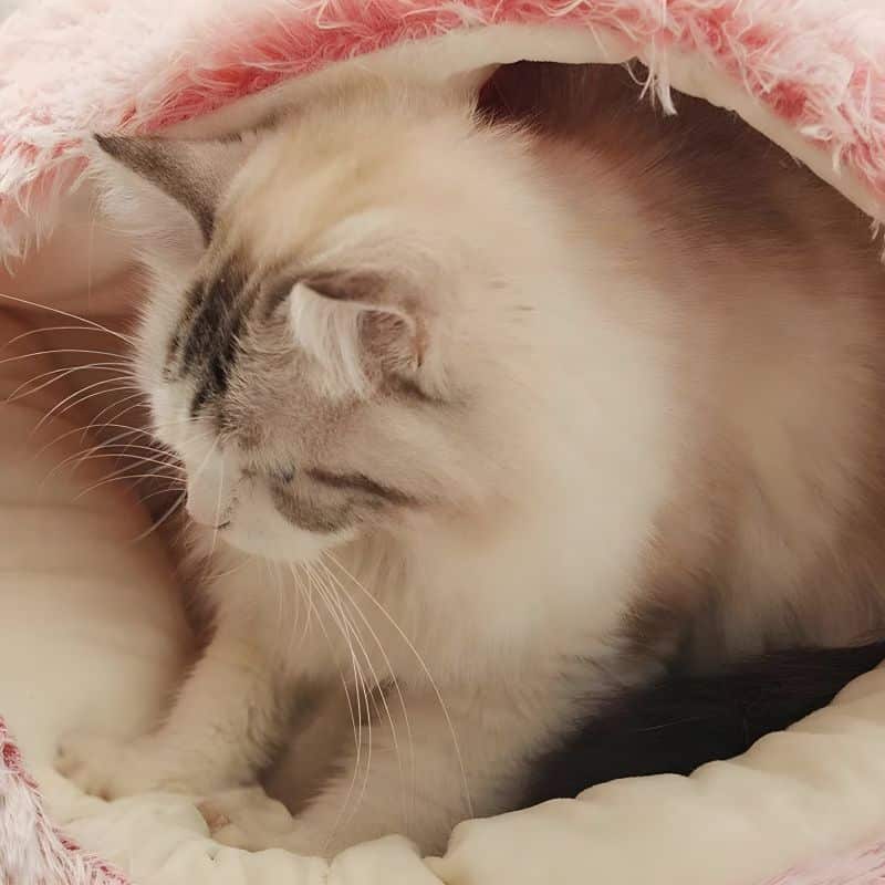 lit pour chat pas cher avec un chat à l'intérieur