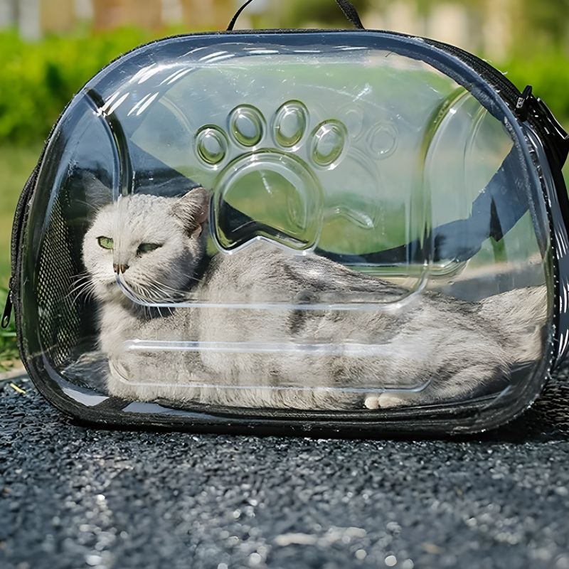 panier de transport pour chat avec un chat à l'intérieur