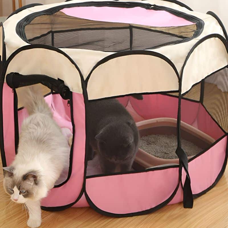 parc pour chat avec des chats à l'intérieur