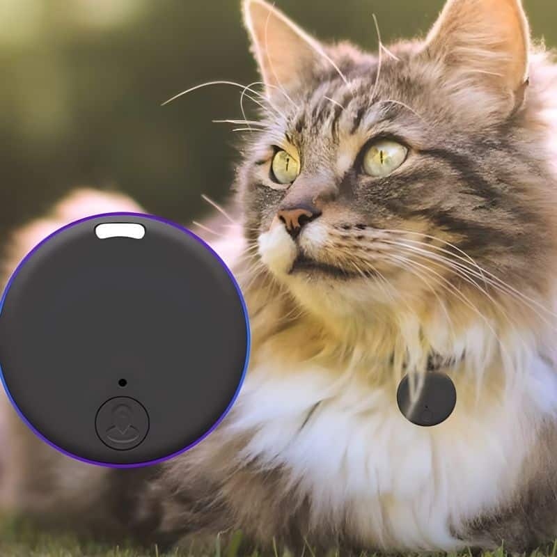 puce gps chat idéale pour pister son chat
