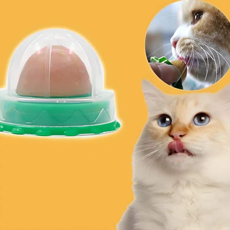 Sucette pour chaton appétissante et nutritive