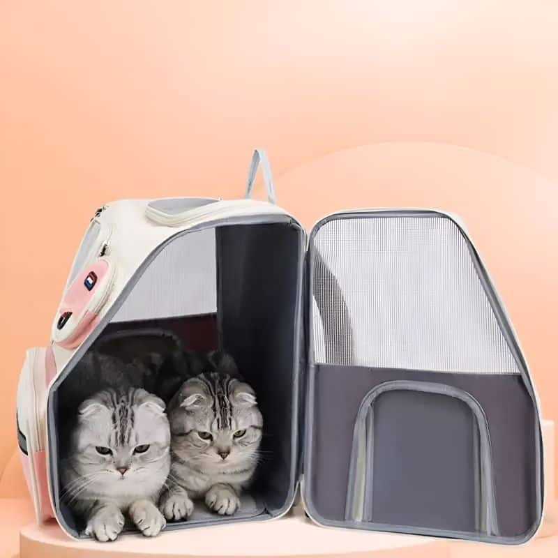 valise transport chat avec des chats à l'intérieur