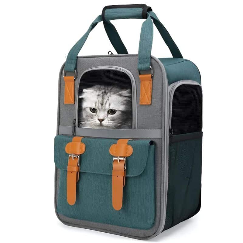 caisse de transport chat 10 kg avec un chat à l'intérieur