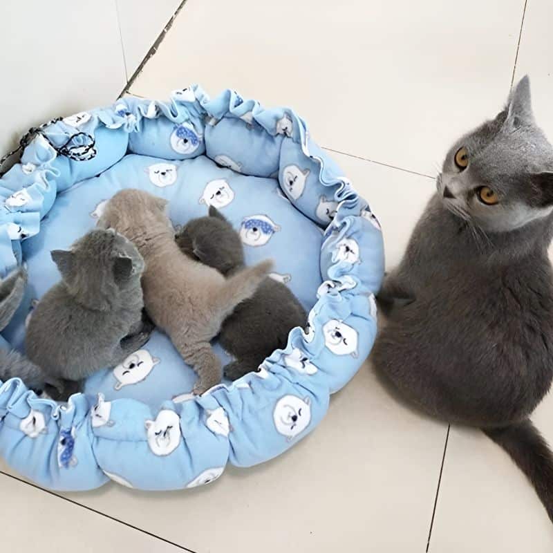 panier rond chat douillet avec un joli design