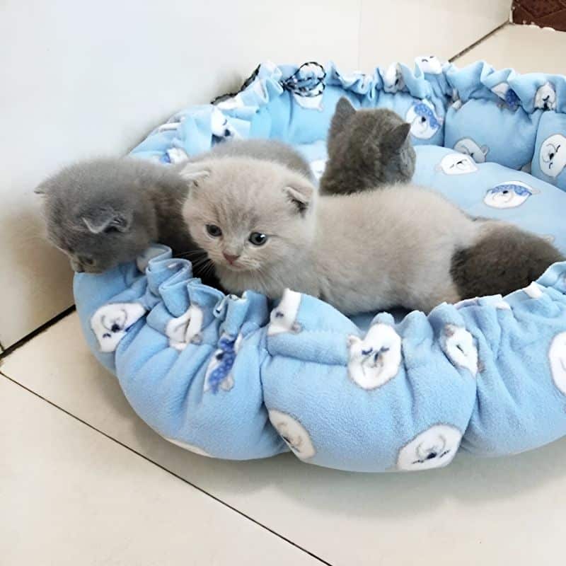 panier rond chat avec des chatons confortablement installés