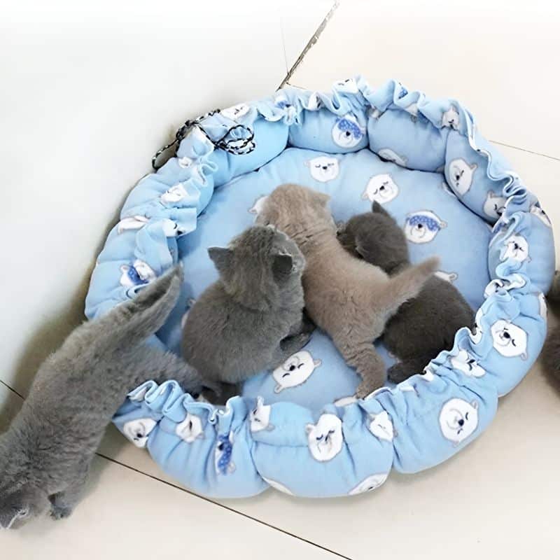 panier rond chat avec des chatons à l'intérieur
