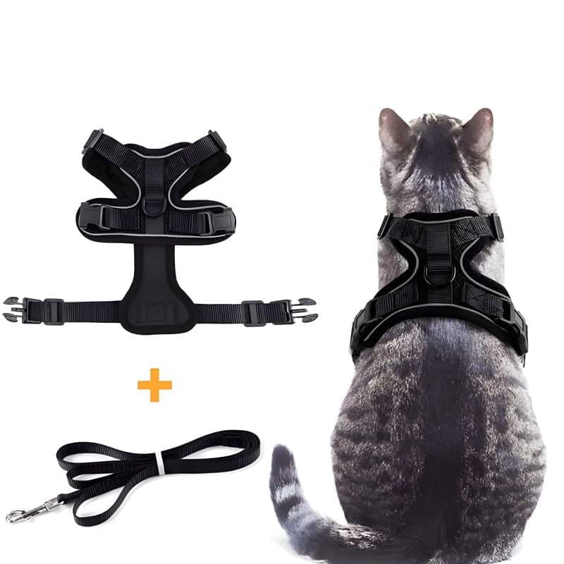 Harnais pour chat adulte