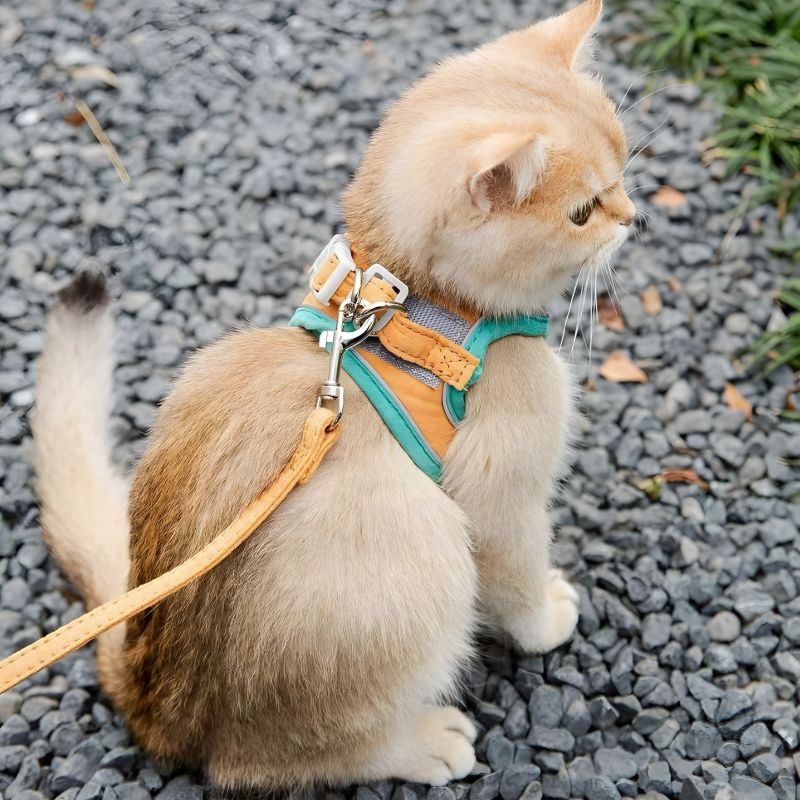 Harnais pour chaton de 2 mois