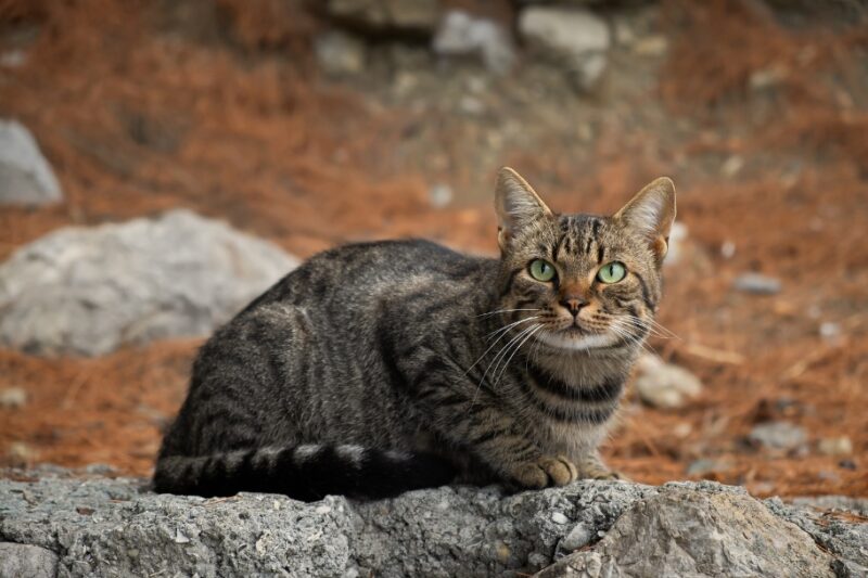 Races de chat Guide complet Chatmouillé — free download