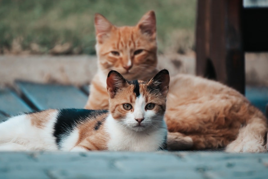 Chat mâle et femelle éducation