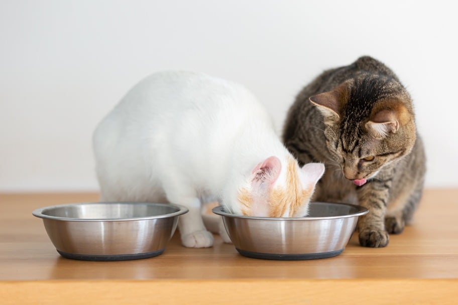 Chat mâle et femelle besoin