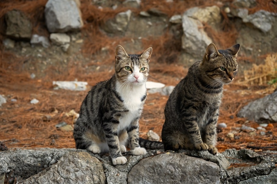 Chat mâle et femelle comportement