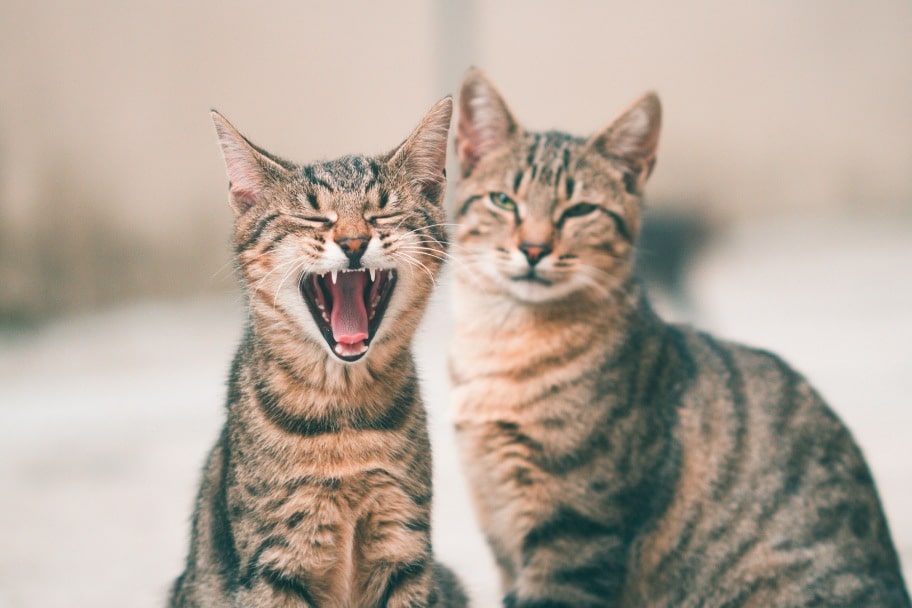 Chat mâle et femelle physique