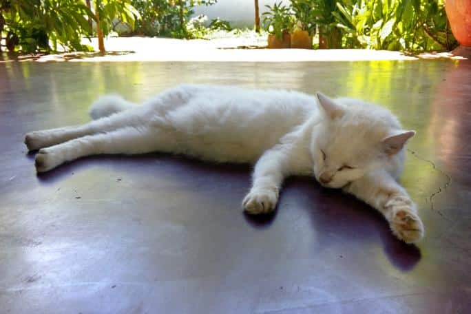 Chaleurs chez la chatte