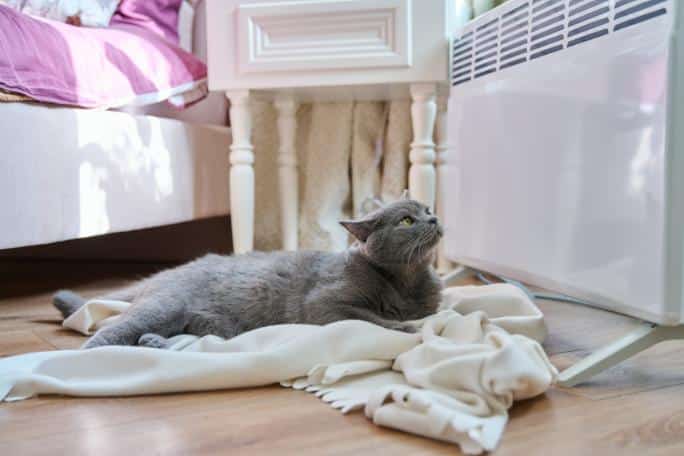 Chaleurs chez le chat
