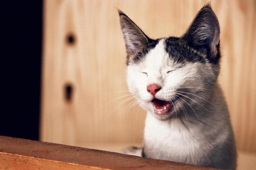 Chat drole